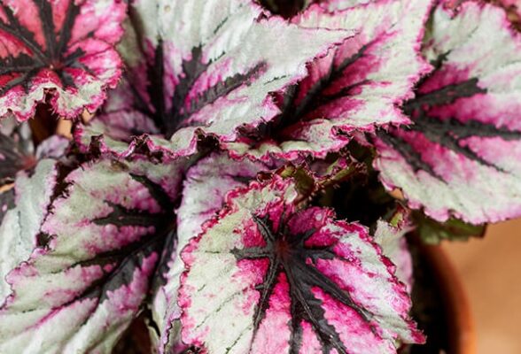 Ultimate Guide To Begonia Care: Tips For Thriving Plants