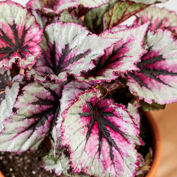 Ultimate Guide To Begonia Care: Tips For Thriving Plants