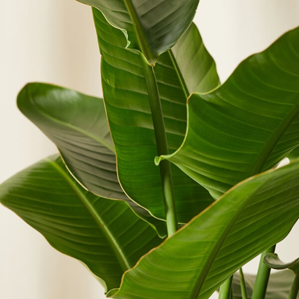 Ultimate Guide: Caring For Your Bird Of Paradise Plant Like A Pro!