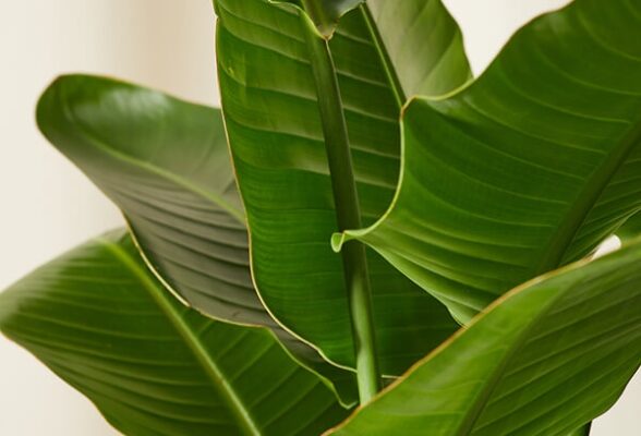 Keep Your Bird Of Paradise Thriving: Easy Care Tips For Healthy Growth