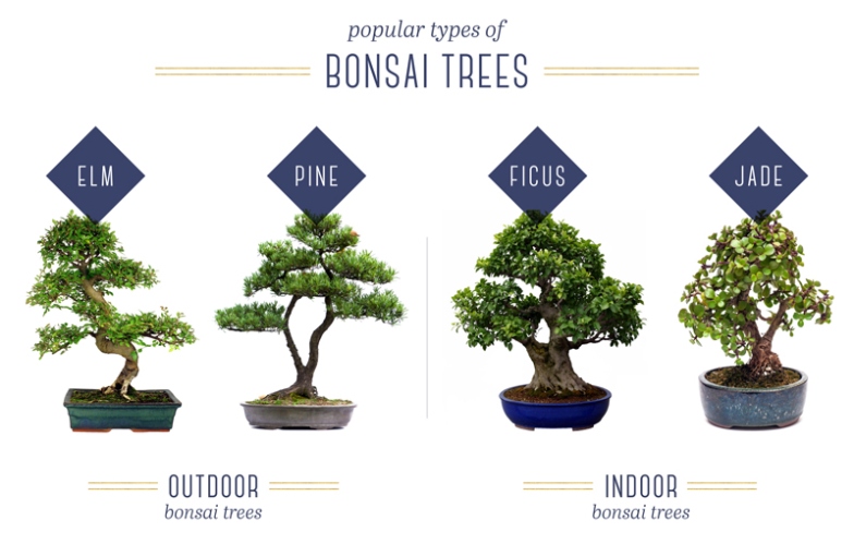 Bonsai Tree Care For Beginners - FTD