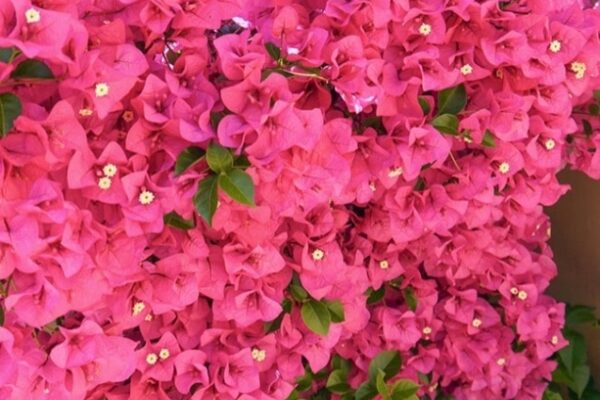 Blooming Beauty: Essential Tips For Caring For Bougainvillea Plants