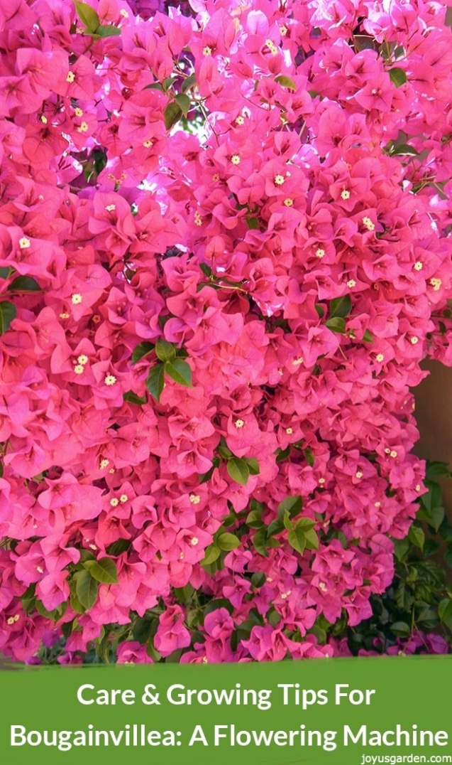 Blooming Beauty: Essential Tips For Caring For Bougainvillea Plants