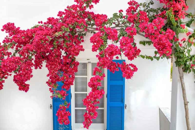 Bougainvillea: How To Grow And Care With Success