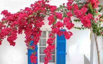 Bougainvillea Basics: Easy Care Tips For Your Vibrant Plant