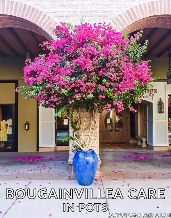 Bougainvillea In Pots: Key Care & Growing Tips ( Guide)