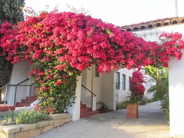 Bougainvillea Plant Care: Everything You Need To Know