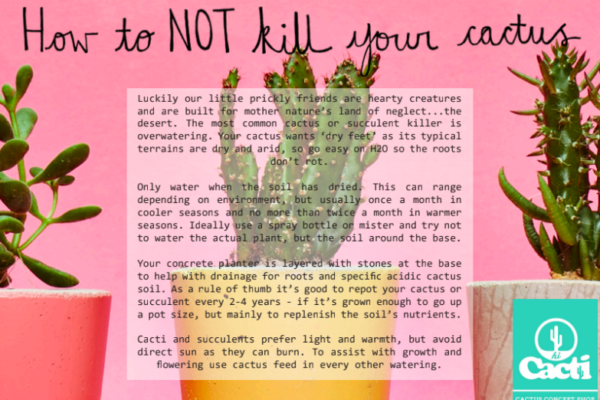 Keep Your Cactus Happy: Easy Tips For Caring For Your Prickly Pal