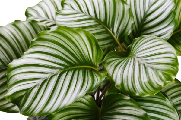 Green Thumb Guide: Mastering Calathea Plant Care Tips For Thriving Foliage