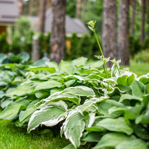 Caring For Hostas - The Craftsman Blog