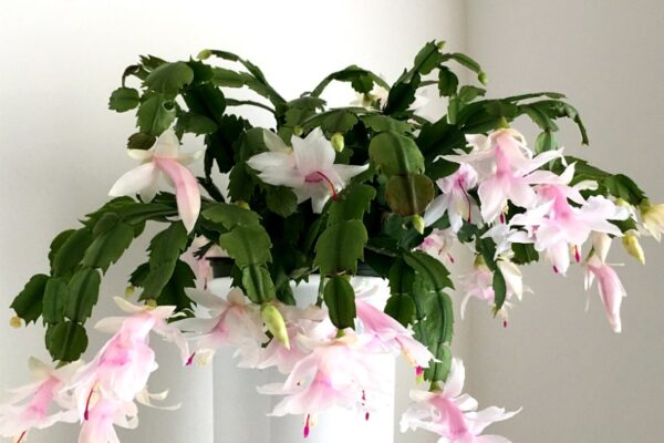 Ultimate Guide: How To Care For Your Christmas Cactus Plant