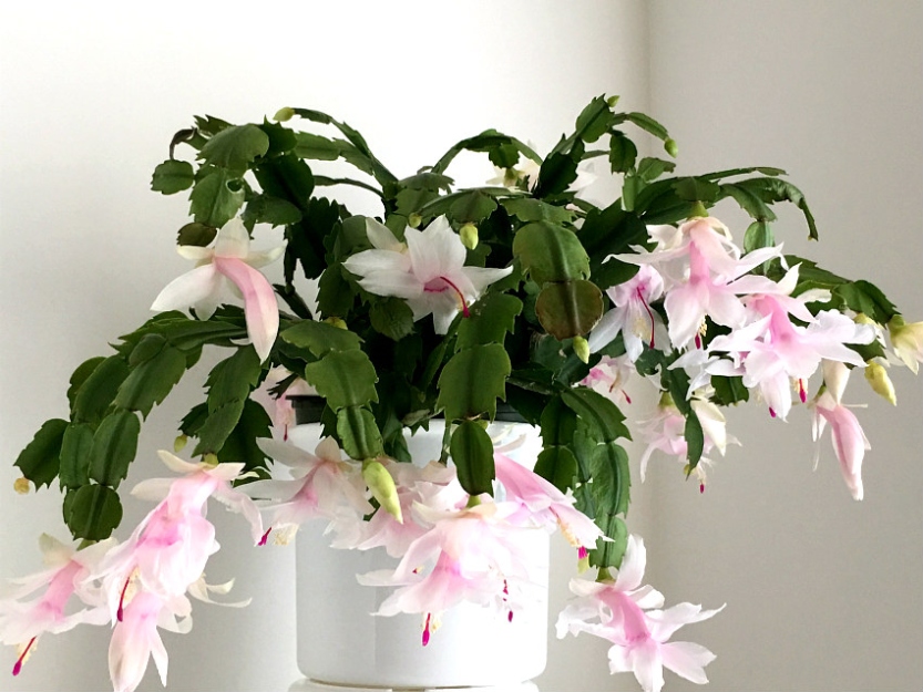 Ultimate Guide: How To Care For Your Christmas Cactus Plant