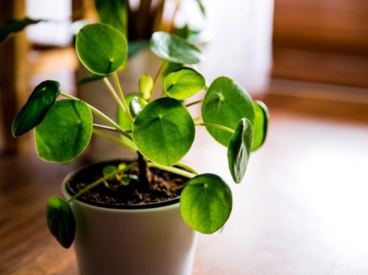 Chinese Money Plant: How To Care For Pilea Peperomioides  BBC