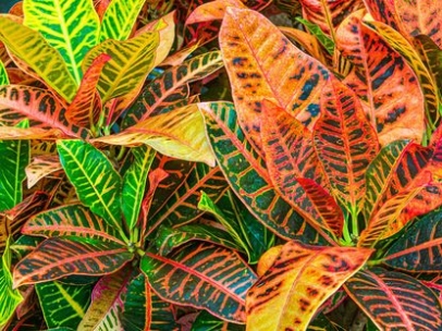 Croton Growing Guide: How To Care For Colorful Crotons  Gardening