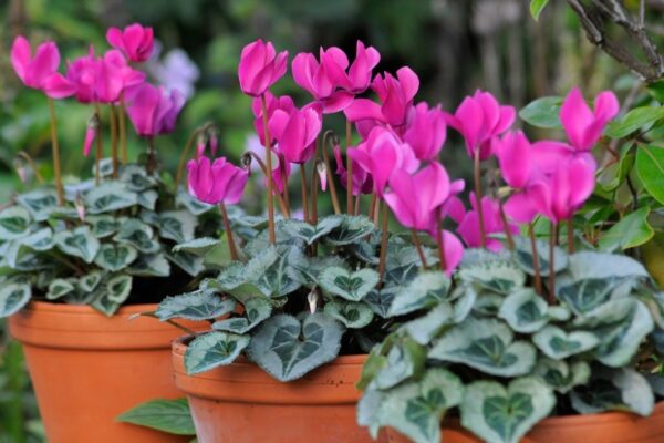 Unleash The Beauty: Ultimate Guide To Caring For Cyclamen Plants