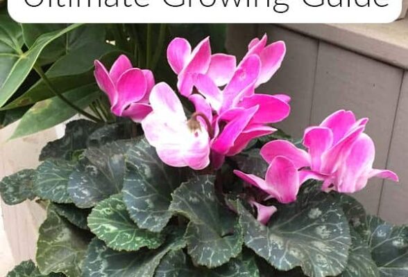 Caring For Cyclamen: Expert Tips For A Thriving Plant