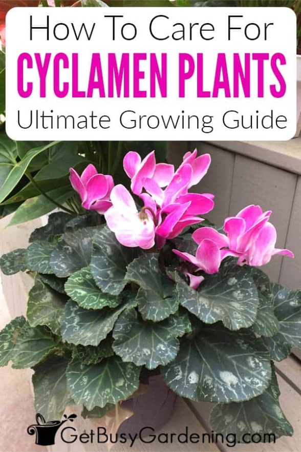 Caring For Cyclamen: Expert Tips For A Thriving Plant