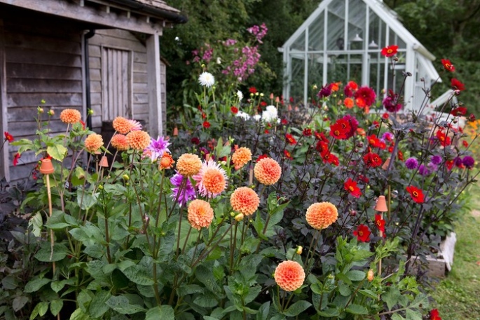 Dahlia Care 101: Easy Tips For Keeping Your Plant Happy And Healthy