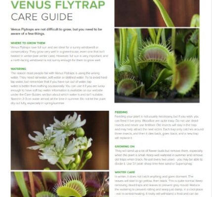 Fly Trap Care: Tips For Keeping Your Carnivorous Plant Happy And Healthy