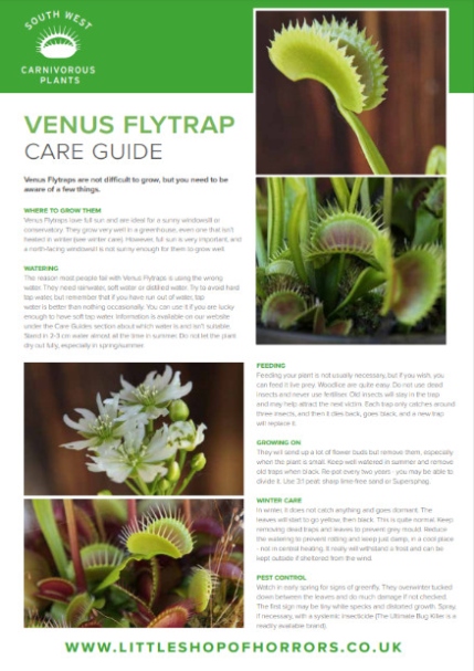 Fly Trap Care: Tips For Keeping Your Carnivorous Plant Happy And Healthy