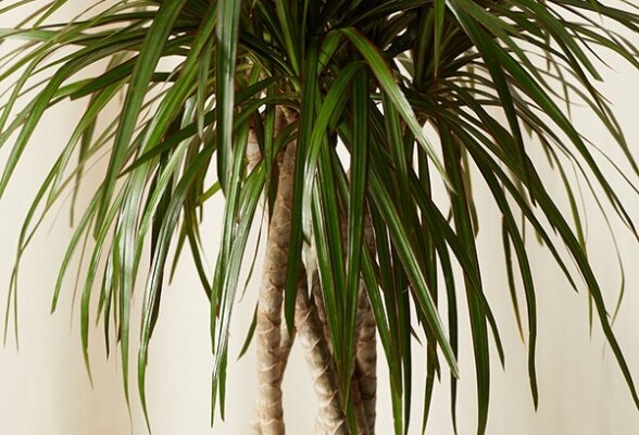 Dracena Care Guide: Expert Tips For Thriving Plants!