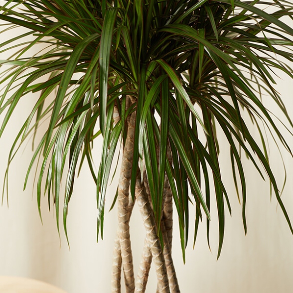 Dracena Care Guide: Expert Tips For Thriving Plants!