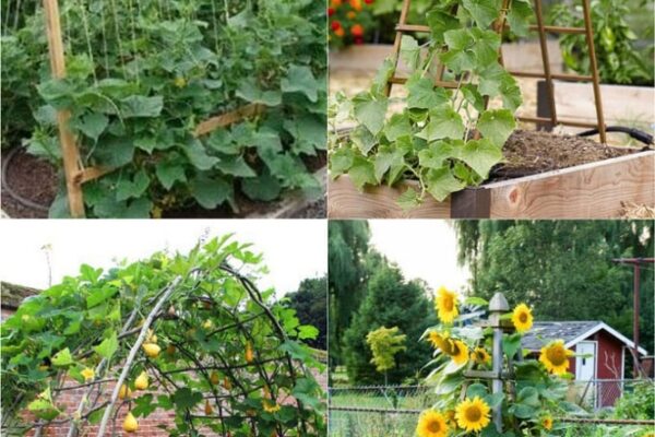 Grow Up! Easy DIY Trellis Ideas For Your Climbing Plants