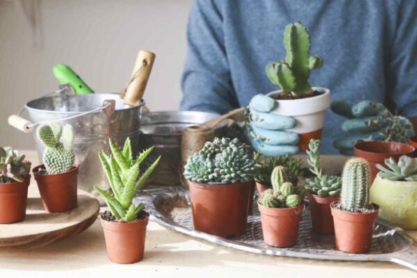 Prickly Care: Expert Tips For Caring For Your Cactus Plants