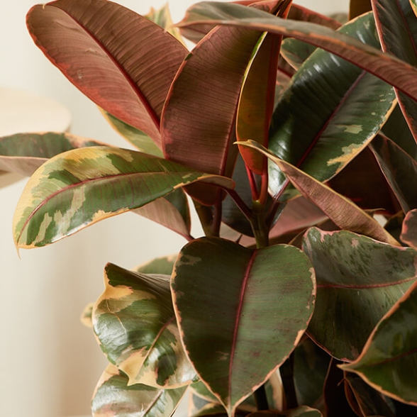 Ficus : How To Care For Ficuses  Bloomscape