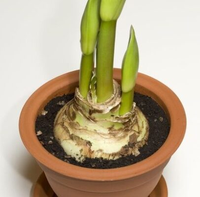 Nurturing Amaryllis: Indoor Care Tips For Stunning Blooms