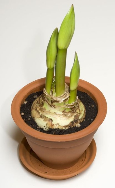 Nurturing Amaryllis: Indoor Care Tips For Stunning Blooms