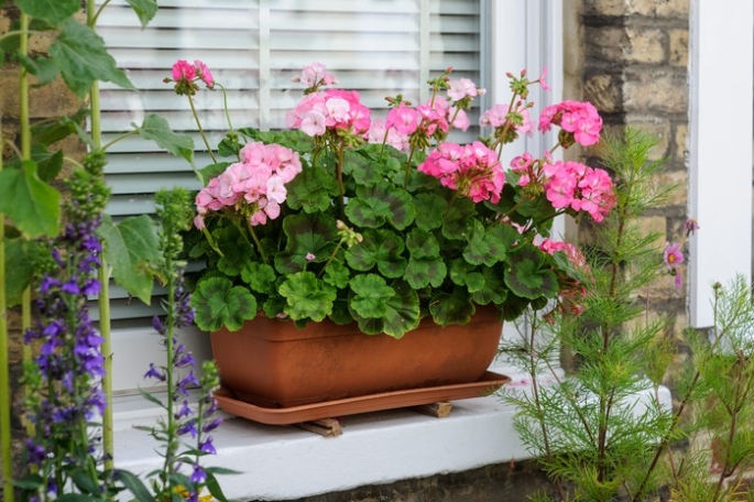 Geranium: How To Plant, Grow And Care For Geraniums (Pelargoniums