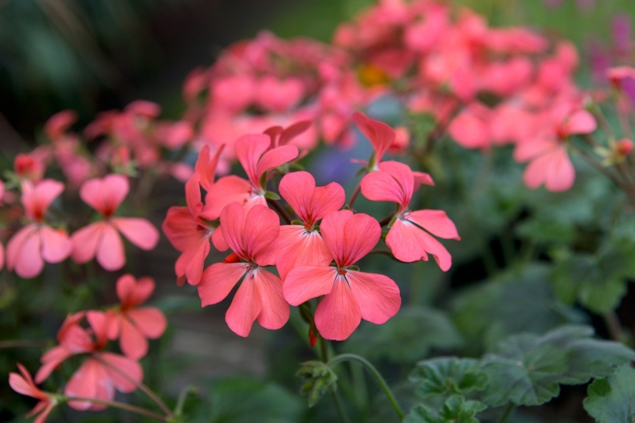 Ultimate Guide: How To Care For Geranium Plants Like A Pro