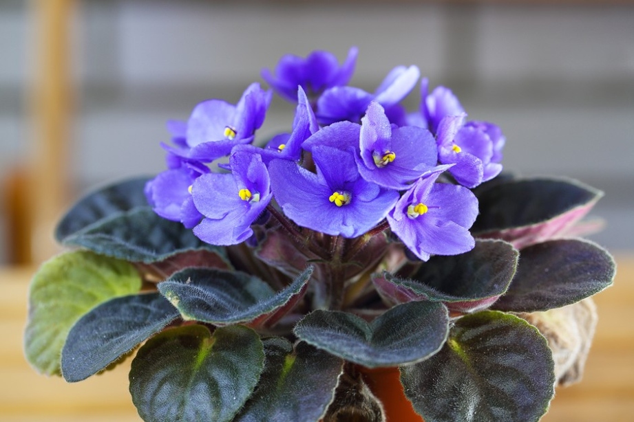 Growing African Violet: Care And Planting Advice  BBC Gardeners