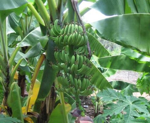 Banana Plant Care: Keep Your Tropical Beauty Thriving!