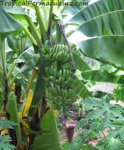 Banana Plant Care: Keep Your Tropical Beauty Thriving!