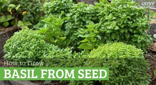 Growing Basil From Seed: A Step By Step Guide