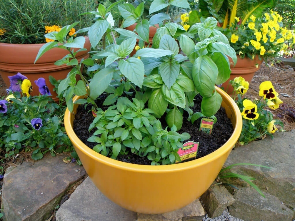 Growing Basil Herbs  Planting & Care Tips – Bonnie Plants