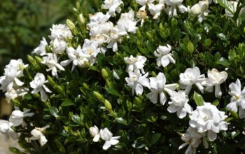 Ultimate Guide: Caring For Your Gardenia Plant Like A Pro