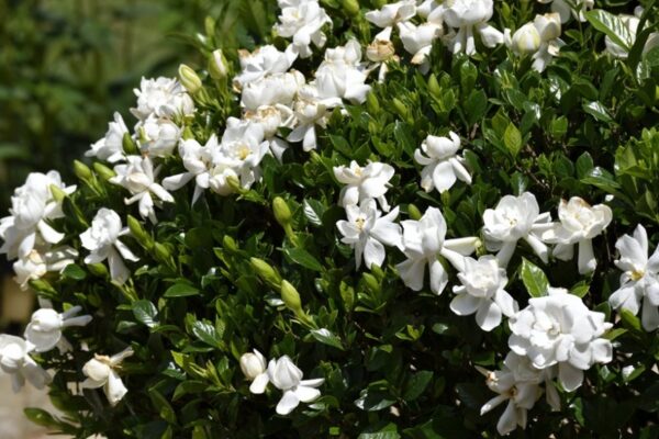 Ultimate Guide: Caring For Your Gardenia Plant Like A Pro