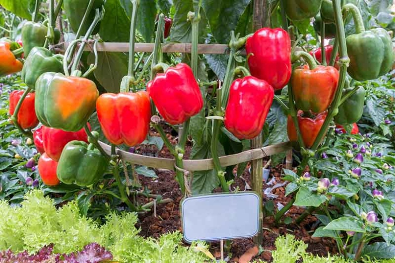 Growing Your Own Bell Peppers