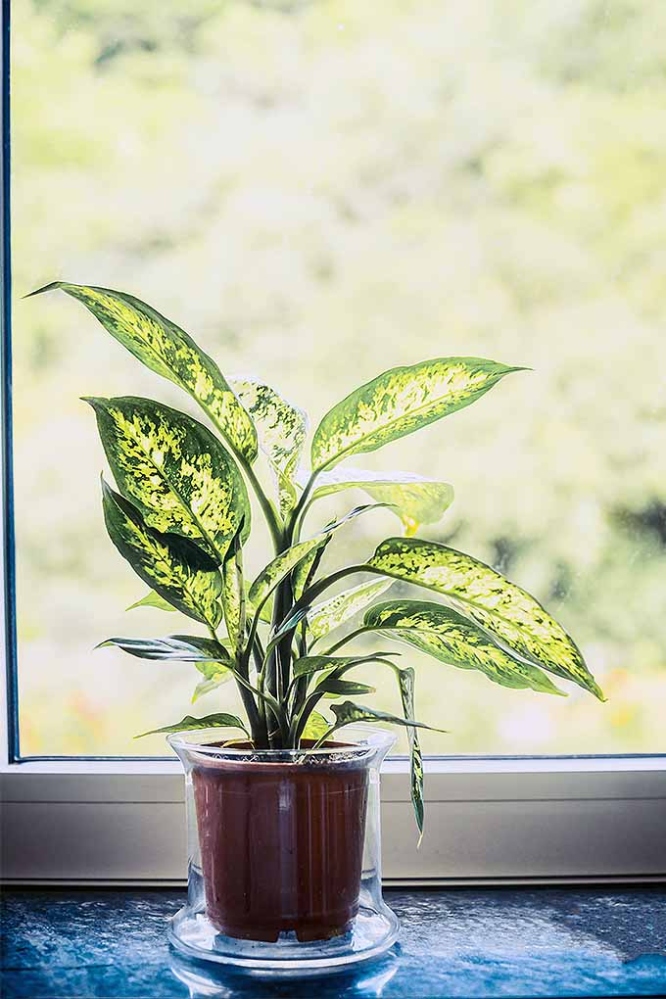 Green Thumb Guide: Mastering The Art Of House Plant Care