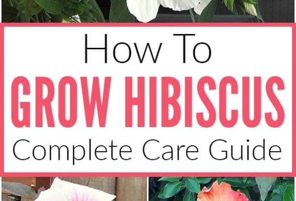 Unlock The Secrets To Thriving Hibiscus Plants: Essential Care Tips