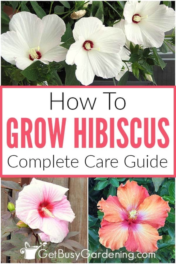 Unlock The Secrets To Thriving Hibiscus Plants: Essential Care Tips