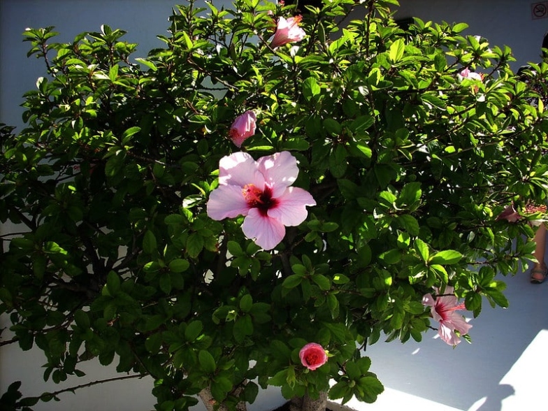 Hibiscus Winter Care  What To Do With Hibiscus In Winter  Perfect Pl