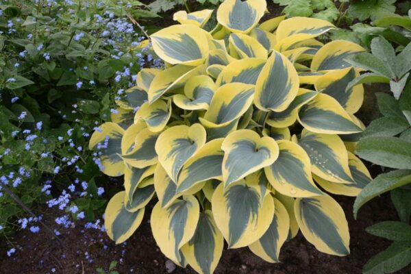 Mastering Hosta Care: Tips For Thriving Plants All Season Long