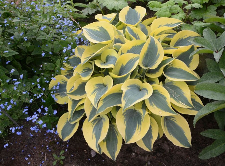 Mastering Hosta Care: Tips For Thriving Plants All Season Long