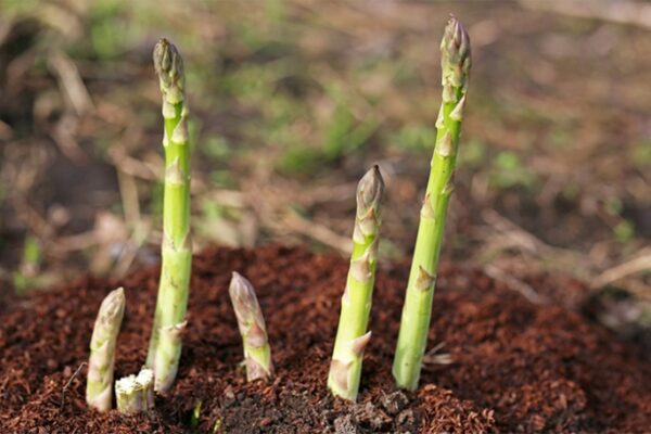 Grow And Thrive: Ultimate Guide To Caring For Asparagus Plants