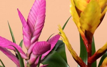 Bromeliad Care: Expert Tips For Thriving Plants!