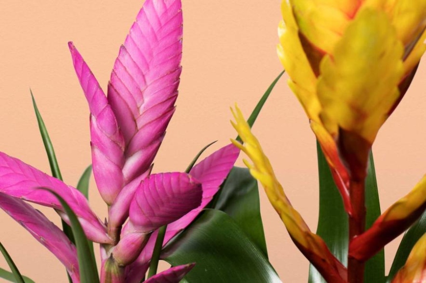 Bromeliad Care: Expert Tips For Thriving Plants!